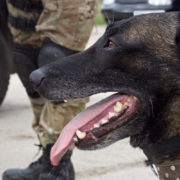 Harnais Chien Militaire : Brigade Canine - Sécurité Chien et Chiot
